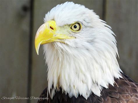 Piercing Gaze Photograph by Straight Horizons Photography - Fine Art America