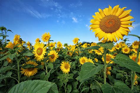 Tournesol Vert Jaune - Photo gratuite sur Pixabay - Pixabay