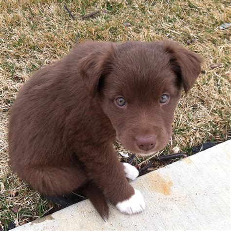 Hazel borador chocolate lab border collie mix hazel eyes cute little ...