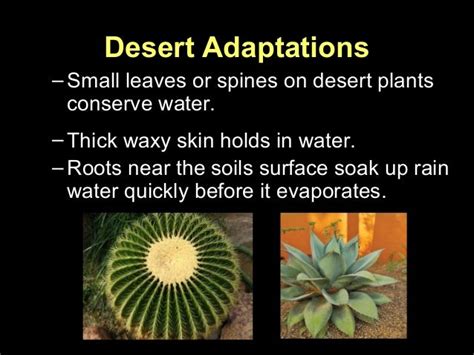 Plants adaptations presentation for kids