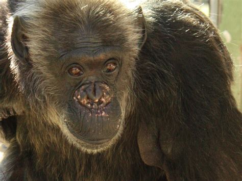 Update On Suzie The Chimpanzee | Wild Welfare