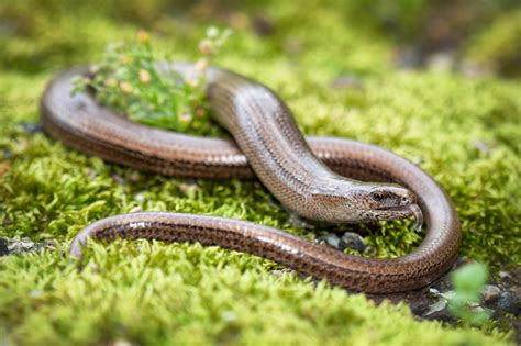 Slow worm: diet, habitat, identification and distribution - Countryfile.com