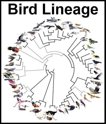 Bird family tree using genetic data from 48 species created - Market Business News