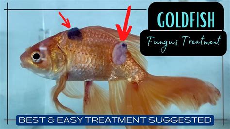 Goldfish Fungus Diseases: Symptoms Treatment (with, 45% OFF