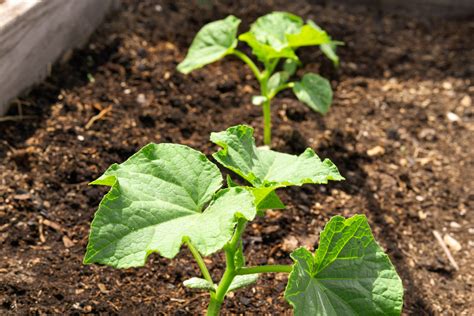 Soil and Sun Requirements for Growing Cucumbers - Food Gardening Network