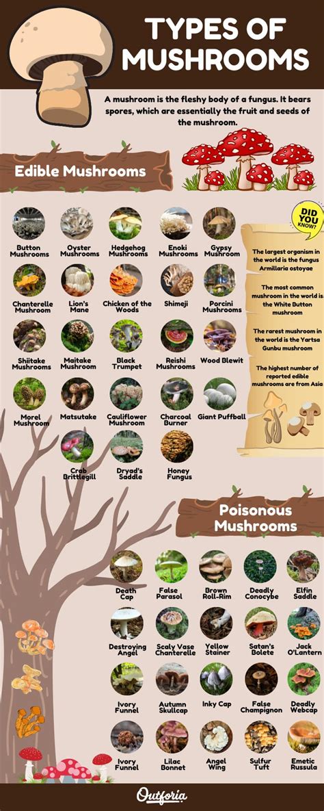 Mushroom Types Chart