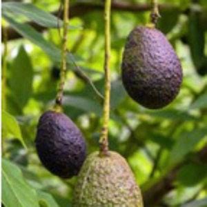 Hass Avocado Plant From Seed - Etsy