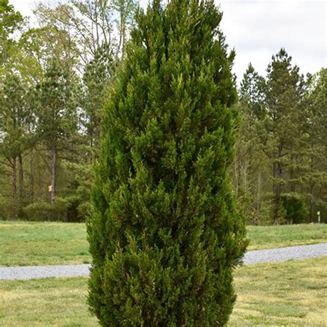 Evergreen Trees and Other Plants for Privacy | Platt Hill Nursery ...