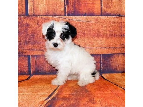 Yorkie Poo Puppy White / Black ID:20678 Located at Petland Batavia ...