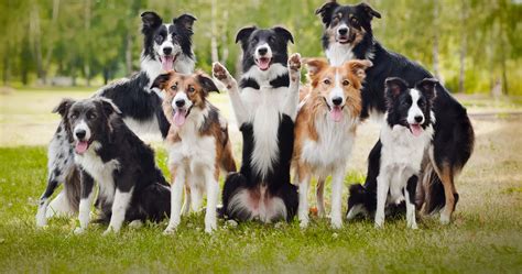 Border Collie | Hundepedia | Fandom powered by Wikia