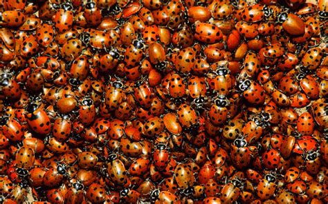 A Massive Ladybug Swarm Is Moving Through California