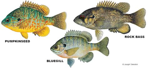 Panfishing In Florida: Everything You Need To Know About Panfish