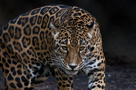 Jaguar Hunting | Flickr - Photo Sharing!