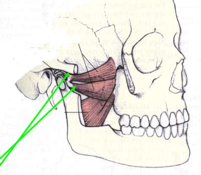 Basic Functional Anatomy of the Gnathostomatic System and its Clinical Implications Flashcards ...