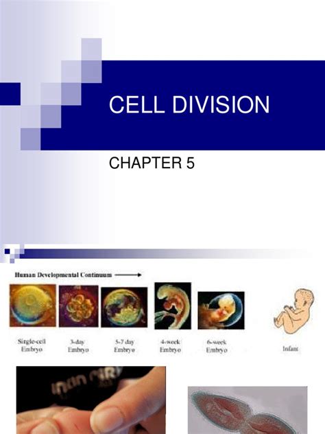 cell DIVISION.ppt | Mitosis | Chromosome