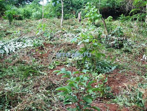 Some of the Vitex keniensis trees planted by Save Mount Kenya Forest Group located in Meru South ...