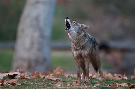 Howling Coyote | Sean Crane Photography