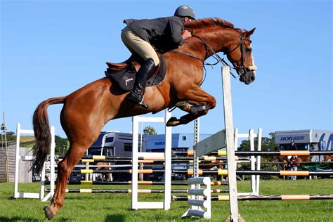 12 Best Jump Saddles Actually Worth the Money (2024) | Horses Only