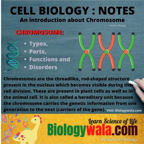 CHROMOSOME: Types, Parts, Structure Disorders - Biologywala.com By: Sachin's Biology