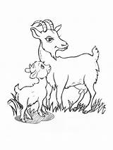 Pygmy Goat Coloring Pages Freeda Qualls Page  Vrogueco sketch template