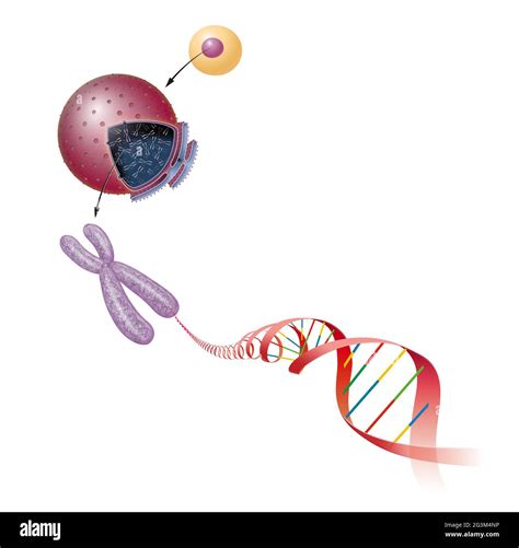 Nucleotides dna cell hi-res stock photography and images - Alamy