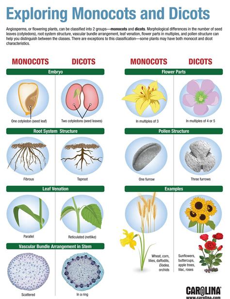 Exploring Monocots and Dicots | Plant science, Horticulture education, Biology plants