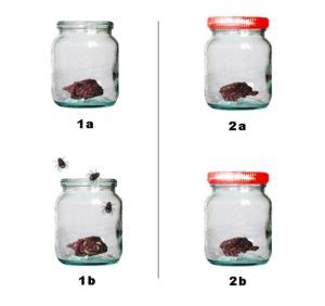 The Theory of Biogenesis | Spallanzani’s and Pasteur’s Experiment