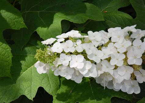 Oakleaf hydrangea varieties ???? ???? Explore the diverse world of this captivating shrub