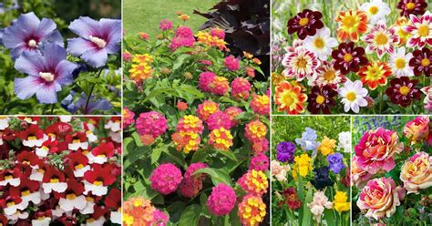 35 Multicolor Flowers | Best Types of Colorful Flowers