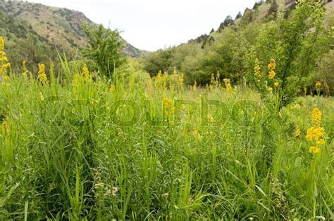 Nature in the mountains of Kazakhstan | Stock image | Colourbox