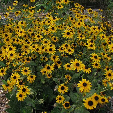 Rudbeckia hirta (Black-Eyed Susan) - Beech Hollow Farms