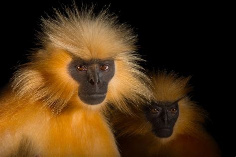 Gee's Golden Langurs (Trachypithecus geei) - Joel Sartore