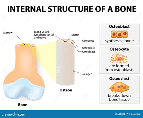 Internal Structure of a Bone Stock Vector - Illustration of medicine, educational: 61531547