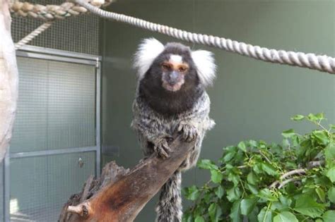 Common Marmoset - Altina Wildlife Park