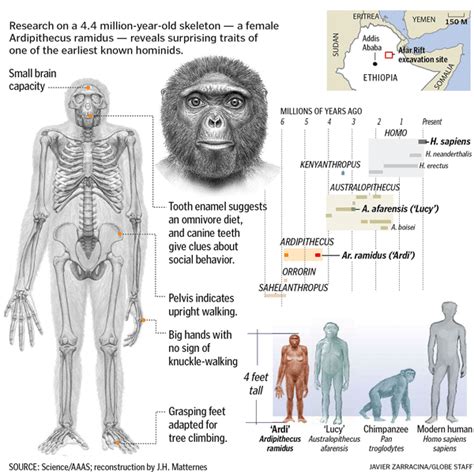 ardi - Buscar con Google | Human evolution, Hominid, Anthropology major