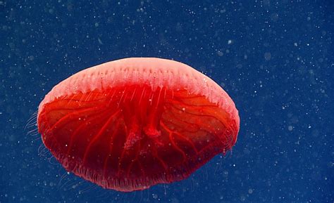 Stunning red jellyfish discovered more than 2,000 feet deep off East ...