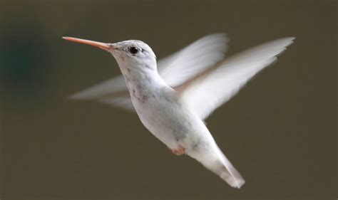 What Birds Can Fly Backwards? | Science Facts