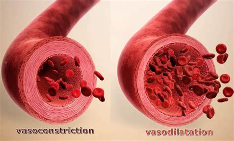 vasoconstriction-vasodilation | Lombafit