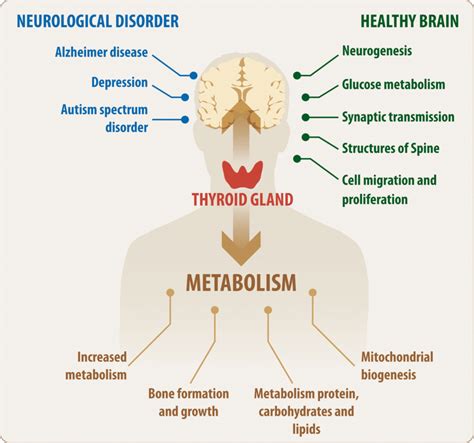 Effects of thyroid hormones in normal and pathologic conditions. The ...