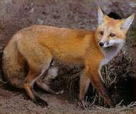 The Bengal fox (Vulpes bengalensis), or Indian fox, is a fox endemic to ...