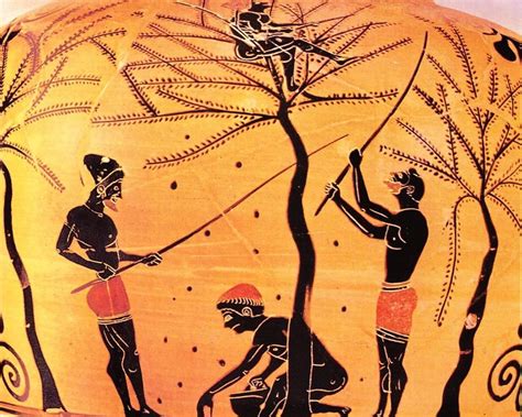 Greek, black-figure amphora, depicting the harvesting of olives, 6th century BCE Ancient Olympic ...