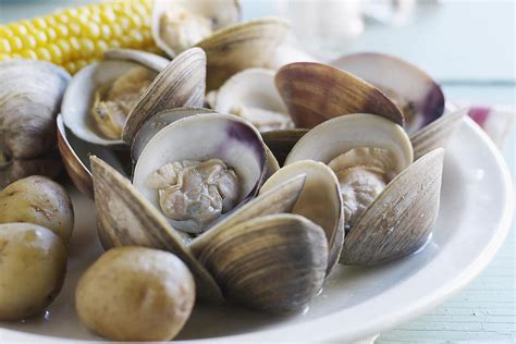 Tips for Cooking Fresh Clams | Clam recipes, How to cook clams, Steamed clams recipe