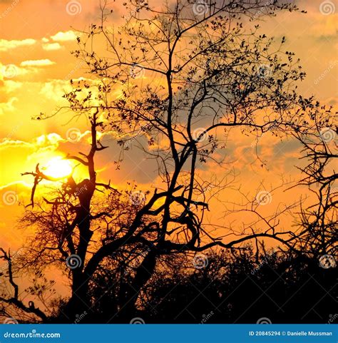 Sunset in South Africa stock photo. Image of orange, south - 20845294