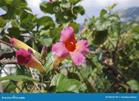 Bignonia Capreolata Bignoniaceae Family Pink Flowers Blossom. Stock Image - Image of decor ...