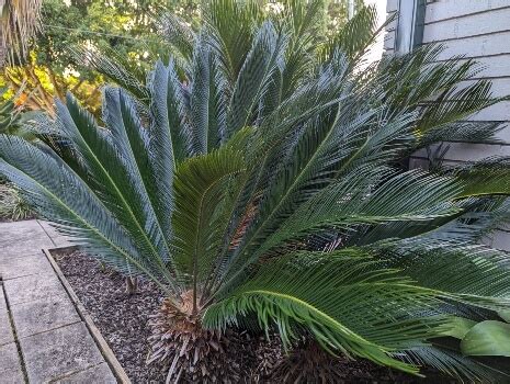 Cycads – How to Grow and Care Guide : AGT