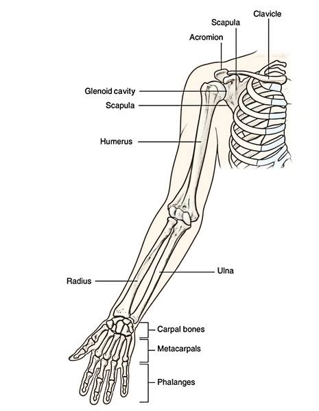 Bones of the Upper Limb – Earth's Lab