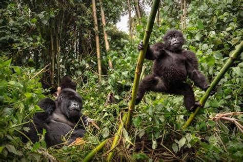 6 Critical Reasons Why the Mountain Gorilla is Endangered