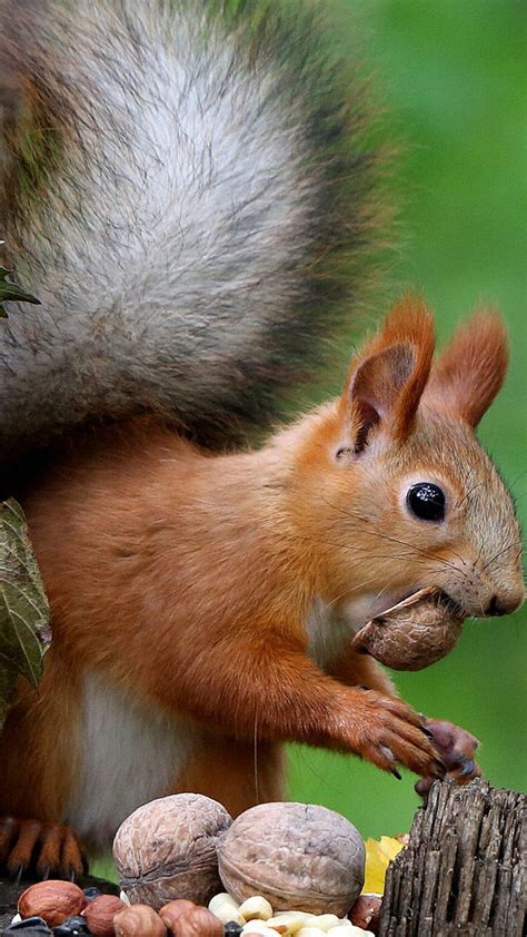 Brown Squirrel on Tree Trunk Eating Nuts HD Animals Wallpapers | HD Wallpapers | ID #34849