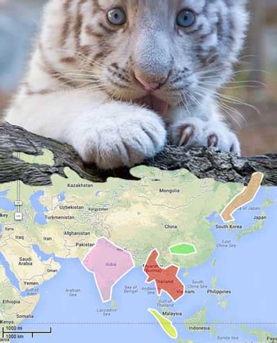 White Tiger Habitat Map - Coleen Catharine