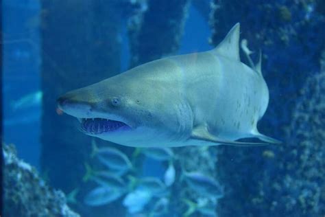 New Orleans aquarium takes in new shark after its cross-country road trip - Houston Chronicle